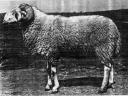 sheep-old-1.jpg